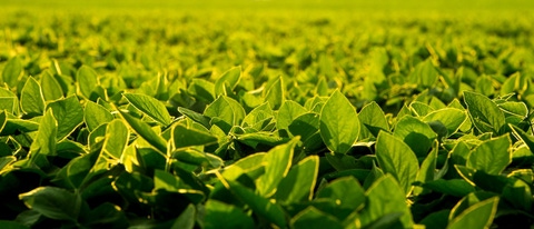 A soy field during sunrise 