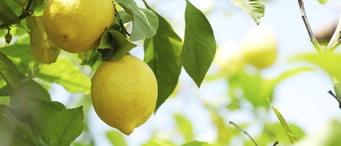 Lemon close up