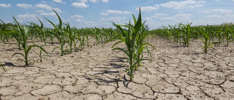 dry corn field with young corn plants