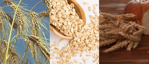 AR-cebada-avena-trigo