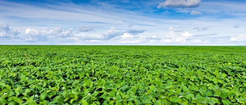 Gran plantación de soya y cielo azul BASF Gran plantación de soya y cielo azul BASF