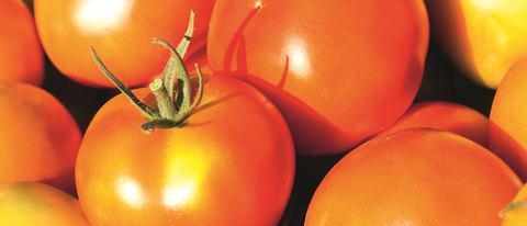 imagen de tomates imagen de tomates