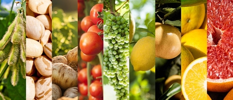 PY-soja-poroto-papa-tomate-vid-uva-limon-mandarina-naranja-pomelo