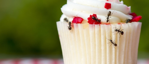 Closeup view of ants on a cupcake Closeup view of ants on a cupcake