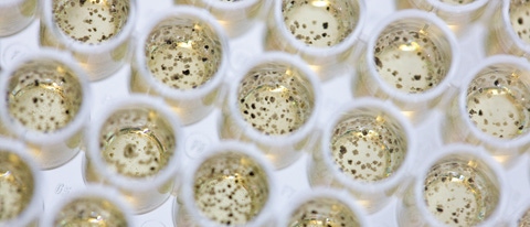 Semillas en la muestra de laboratorio Semillas en la muestra de laboratorio