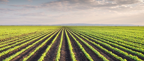 Soybean Field Rows in spring Soybean Field Rows in spring