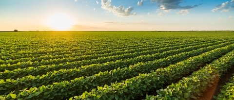 Green ripening soybean field, agricultural landscape; Shutterstock ID 1184288707; purchase_order: PO Number: Shutterstock 1086744798; job: Onur Cinar; client: AP/DC; other: 20768252