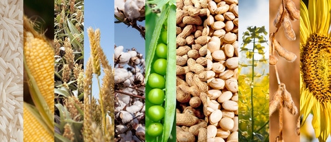 AR-arroz-maiz-sorgo-trigo-algodon-arveja-mani-poroto-colza-soja-girasol AR-arroz-maiz-sorgo-trigo-algodon-arveja-mani-poroto-colza-soja-girasol