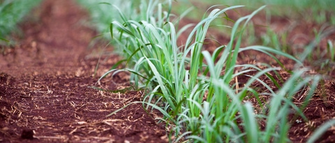 PY-cana-de-azucar PY-cana-de-azucar