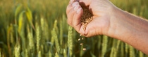 Man pours wheat from hand to hand on the background of a wheat field.