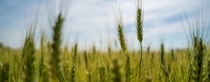A close-up of green wheat in France