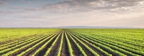 Soybean Field Rows in spring