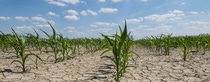 dry corn field with young corn plants