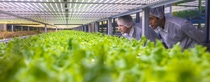 Team of biotechnology specialists observing racks of LED lit lettuce crops at vertical farming facility.