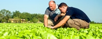 Agricultores en un campo de lechuga