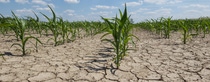 dry corn field with young corn plants