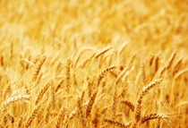 Fields of wheat at the end of summer fully ripe