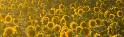 Cultivo de girasol amarillo BASF Argentina