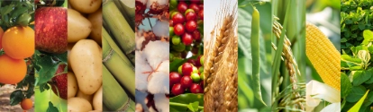 Banner com diversos frutos e legumes BASF Brasil