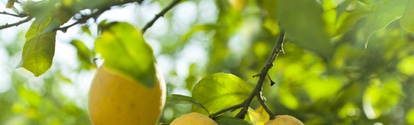 Tres limones en el arbol BASF Argentina