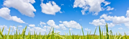 Plantacion de arrox con cielo azul BASF