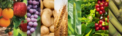 Banner laranja maça uvas batatas trigo feijão plantas café cana BASF Brasil