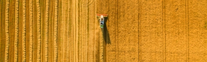 Harvester machine working in field. Combine harvester agriculture machine harvesting golden ripe wheat field. 