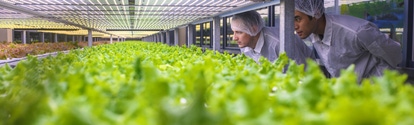 Equipo de especialistas en biotecnología observando bastidores de cultivos de lechuga iluminados con LED en una instalación agrícola vertical. Equipo de especialistas en biotecnología observando bastidores de cultivos de lechuga iluminados con LED en una instalación agrícola vertical.