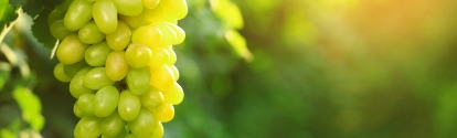 Bunch of fresh ripe juicy grapes against blurred background