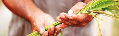 Hands holding crops Hands holding crops