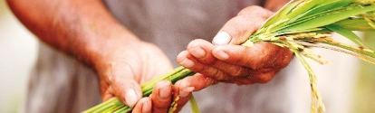 Hands holding crops