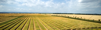 Neatly arranged agricultural test plots in a wide rural landscape under a partly cloudy sky. 