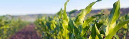 A close-up of plants growing in a field.