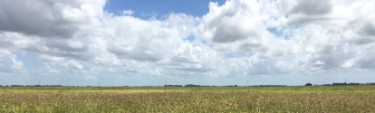 Plantação de capim arroz BASF Brasil