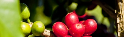 Fruta de café en el arbol BASF Colombia