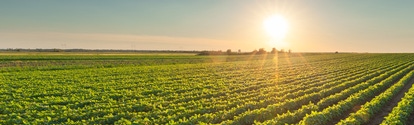 A field of healthy soybean plants at sunset.