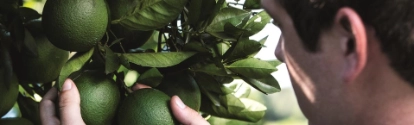 Hombre sosteniendo fruta en el árbol BASF Mexico