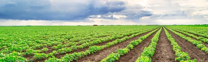 A soybean field under a cloudy sky.