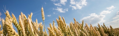 PY-Cultivo-de-Trigo7