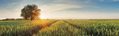 AR Campo de trigo al atardecer