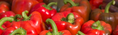 red peppers growing in greenhouse jordan valley hydroponic