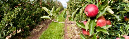 Plantacion de manzanas BASF Argentina