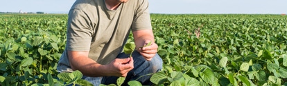 farmer in soybean fields