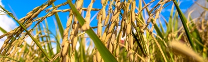 rice plant in field on farm in Rio Grande do Sul state, Brazil; Shutterstock ID 1198761193; purchase_order: ; job: ; client: ; other: 