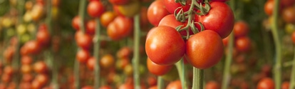 Tomatoes growing in a greenhouse Tomatoes growing in a greenhouse