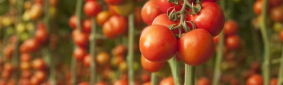 Tomatoes growing in a greenhouse