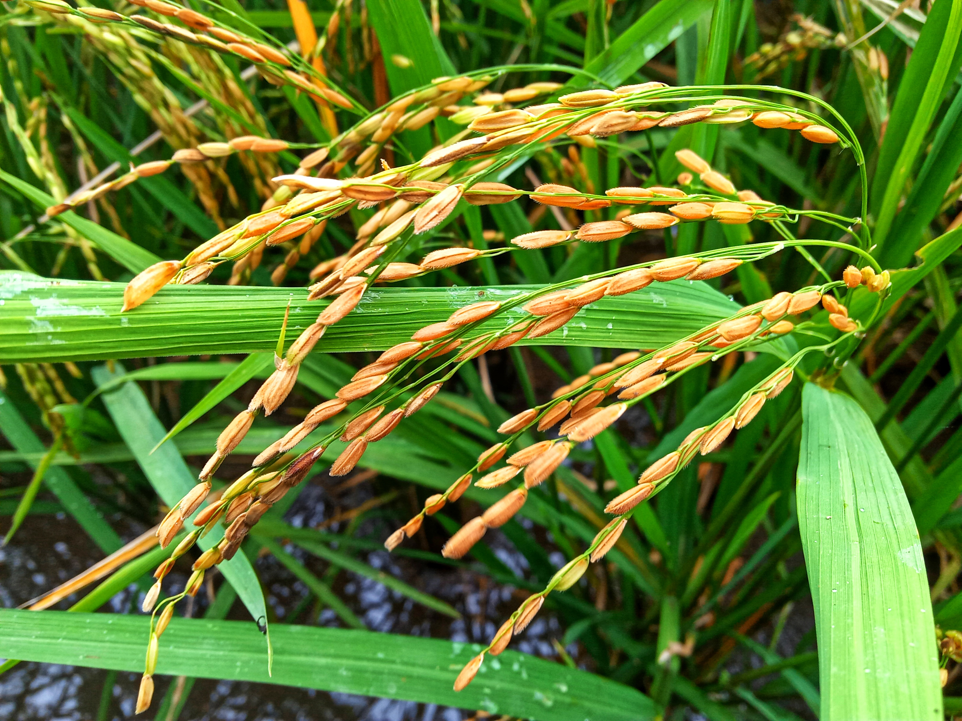 Rice (Latin: Oryza sativa L.) is one of the most important cultivated plants in civilization. Although mainly refers to cultivated plant types, rice is also used to refer to several types of the same ; Shutterstock ID 1867666339; purchase_order: -; job: -; client: -; other: -