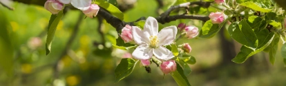 Germany, Hesse, Kronberg, Blossoms of apple tree, Malus domestica