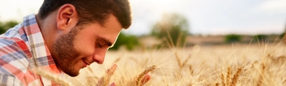 Smiling farmer holding and smelling a bunch of ripe cultivated wheat ears in hands. Agronomist examining cereal crop before harvesting on sunrise. Golden field on sunset. Organic farming concept.