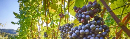 grape vines at harvest time; Shutterstock ID 370439828; purchase_order: ; job: ; client: ; other: 